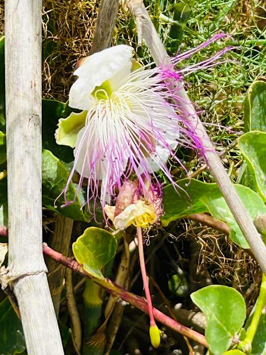 Sonstiges Riviera Spa Resort - Adults Only