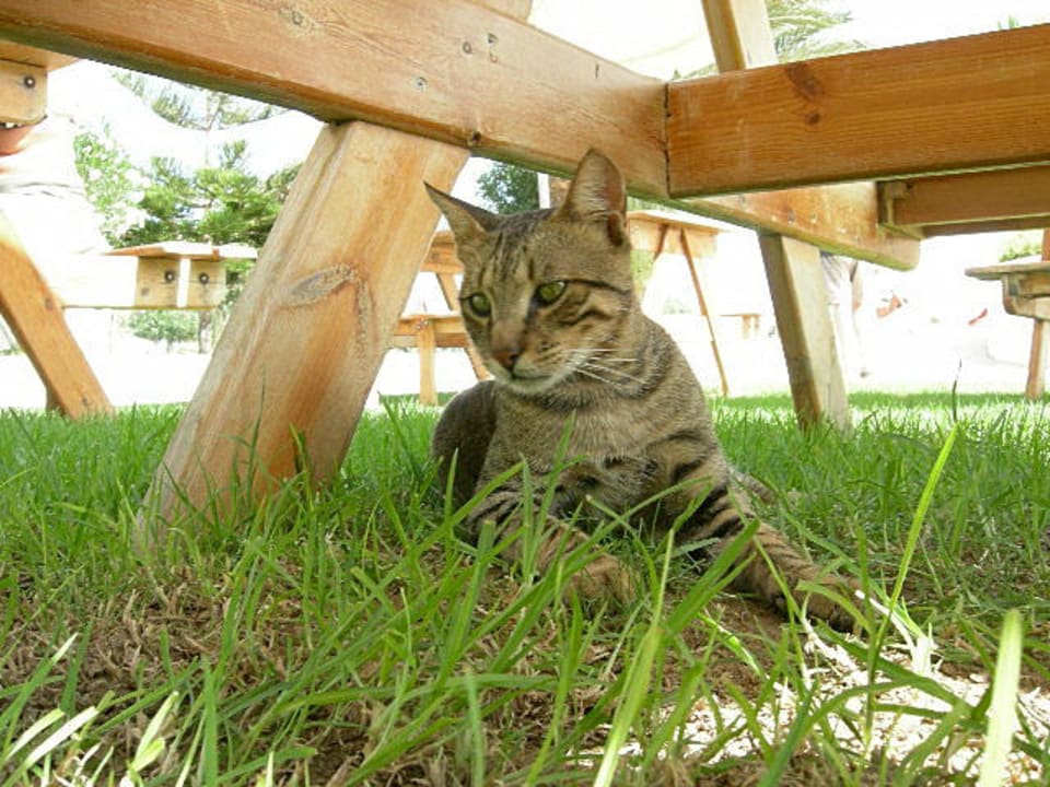 Katze Djerba Plaza Thalasso & Spa