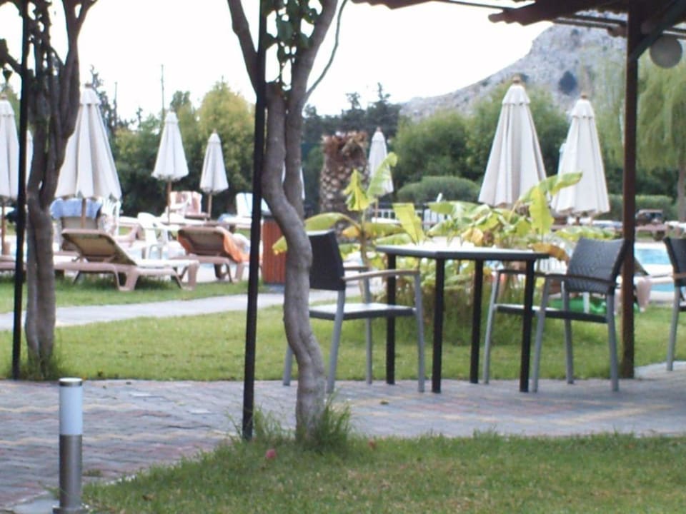 kaputte Palme am Pool Alfa Hotel