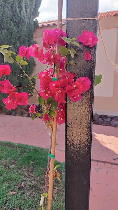 Gartenanlage allsun Hotel Esplendido