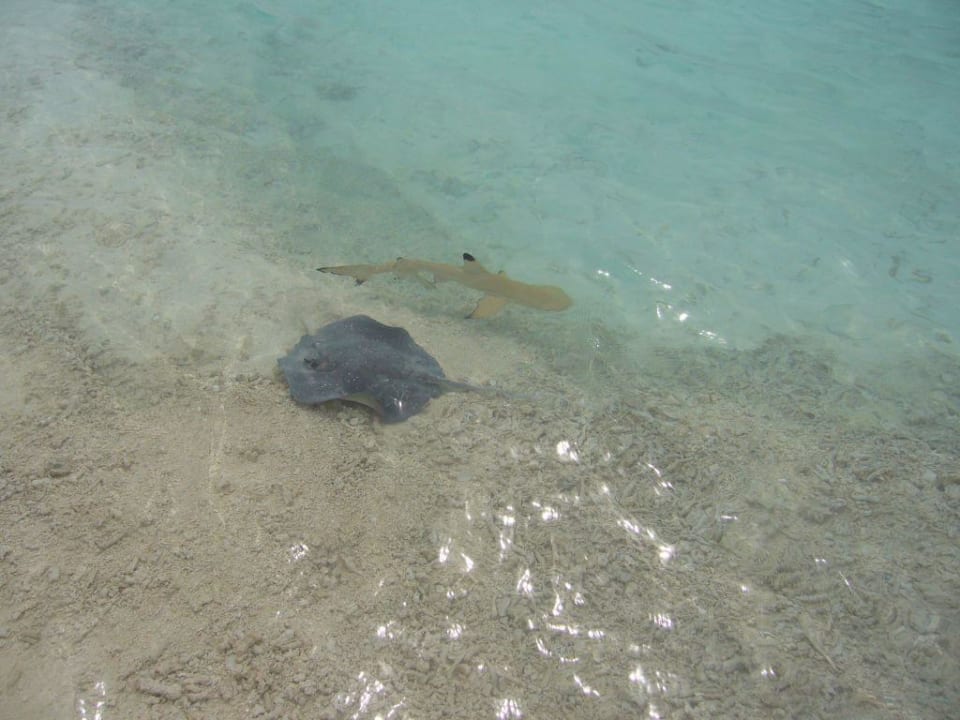 Hai trifft Rochen  Meeru Maldives Resort Island