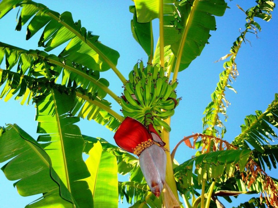 Bananenpalme  Hotel Sidekum