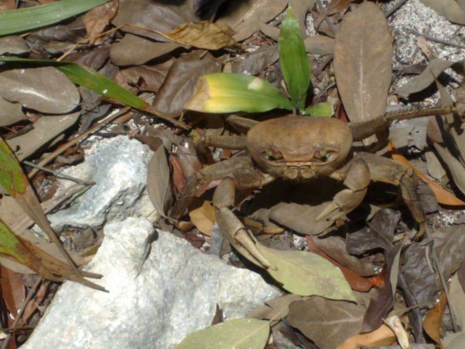 Riessen-Krabbe Catalonia Royal Tulum Beach & Spa Resort - Adults only