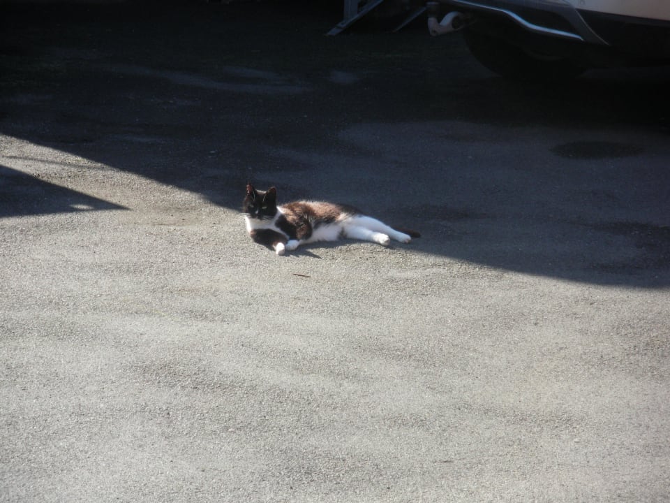 Haustier vom Veltheimer Hof Hotel Veltheimer Hof