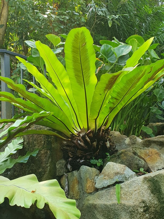 Gartenanlage Moracea by Khao Lak Resort