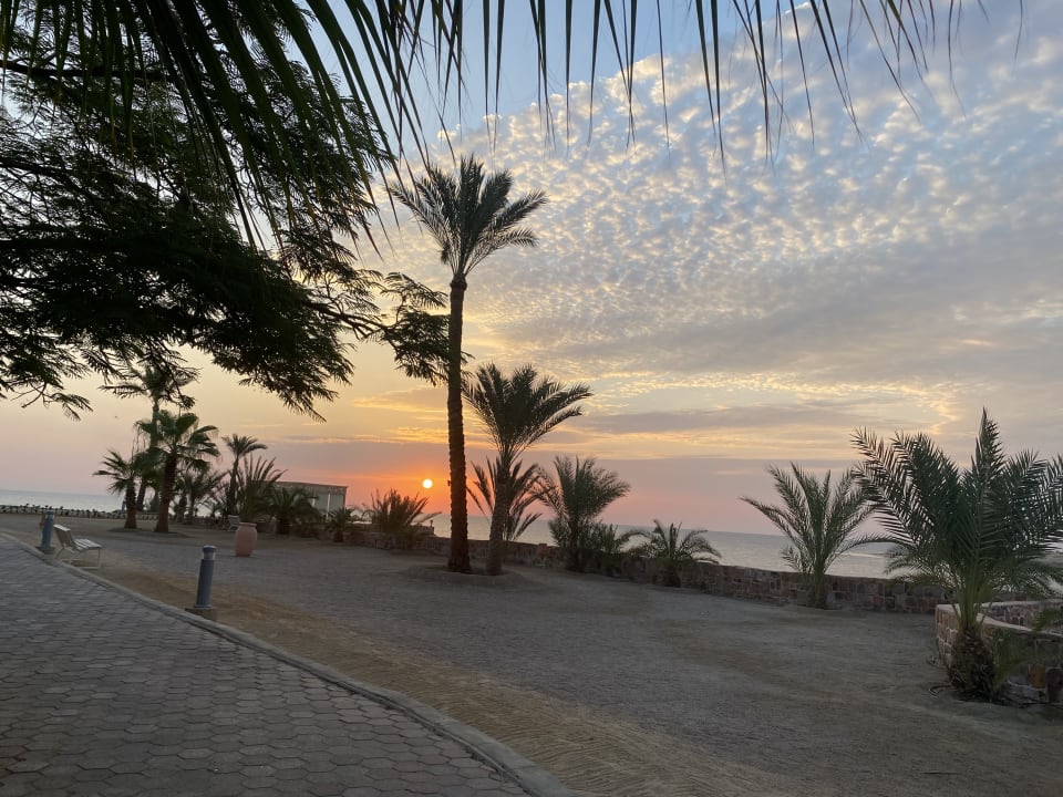 Gartenanlage Steigenberger Coraya Beach - Adults only