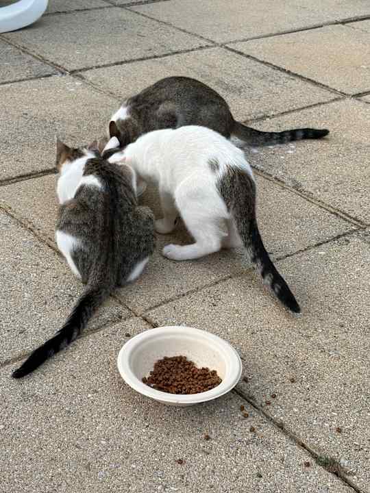 Sonstiges TUI MAGIC LIFE Calabria