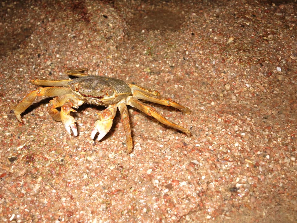 Meeresbewohner Grand Makadi