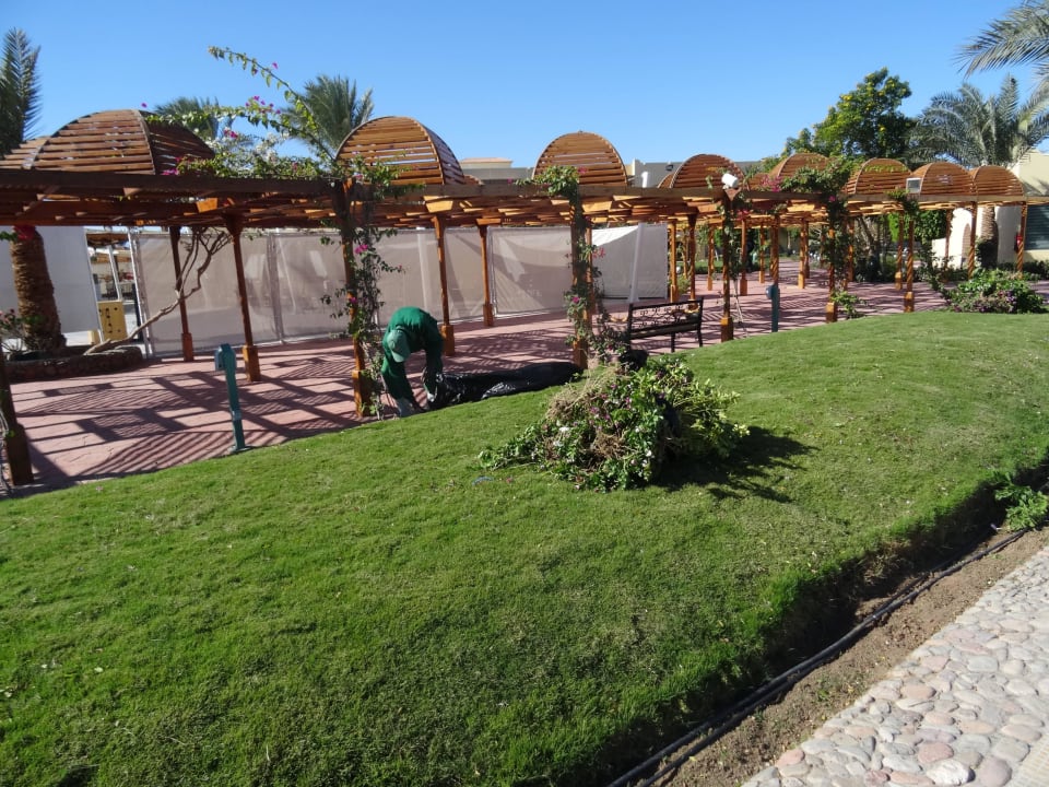 Auch die Gärtner waren fleißig Desert Rose