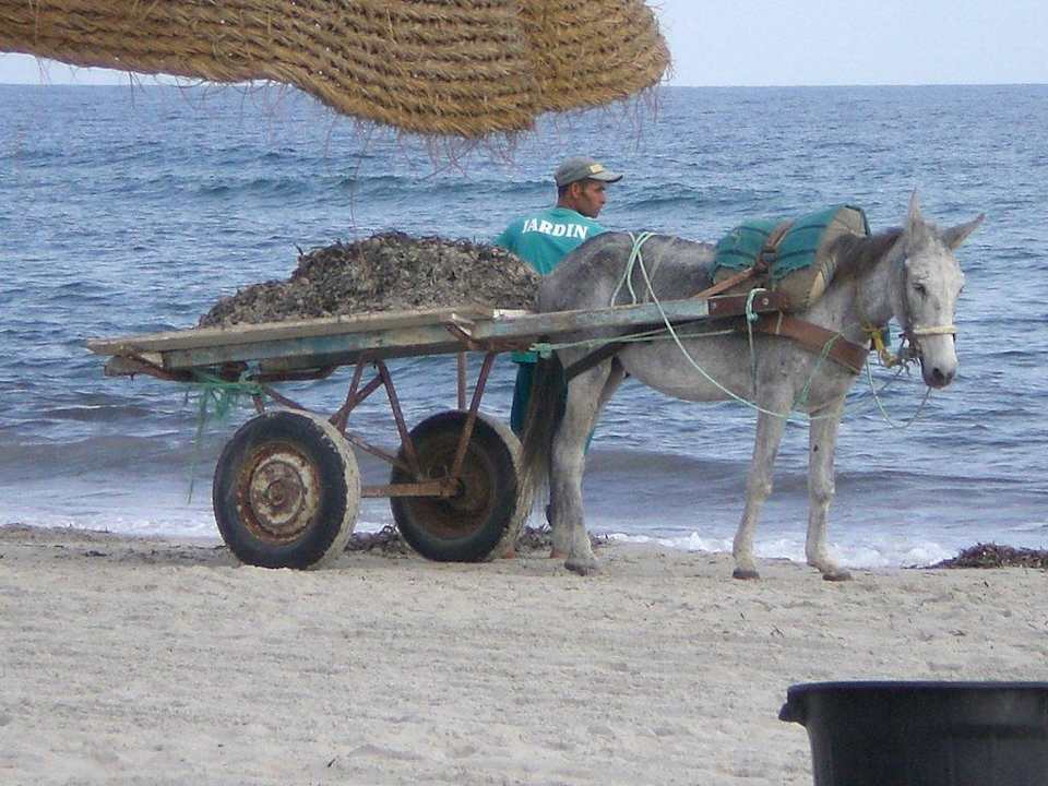 Der Aufräumdienst El Mehdi Beach Resort