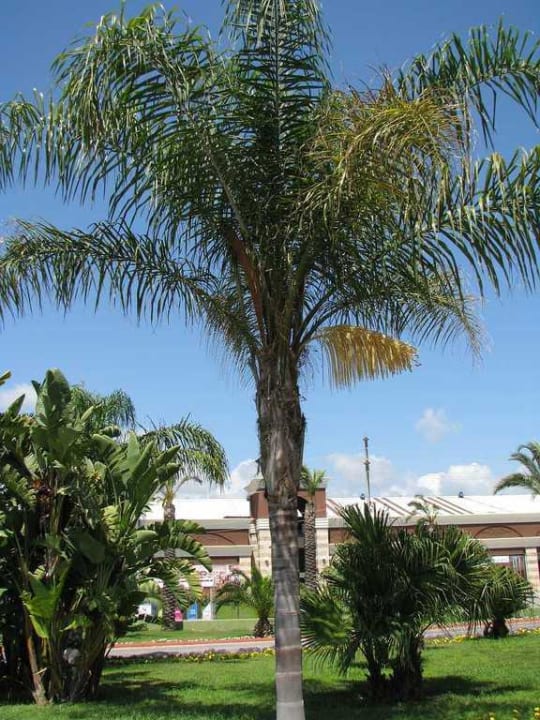 Hotelanlage TUI BLUE Palm Garden