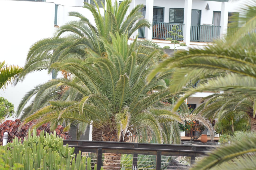 Palmen Hotel Las Marismas de Corralejo