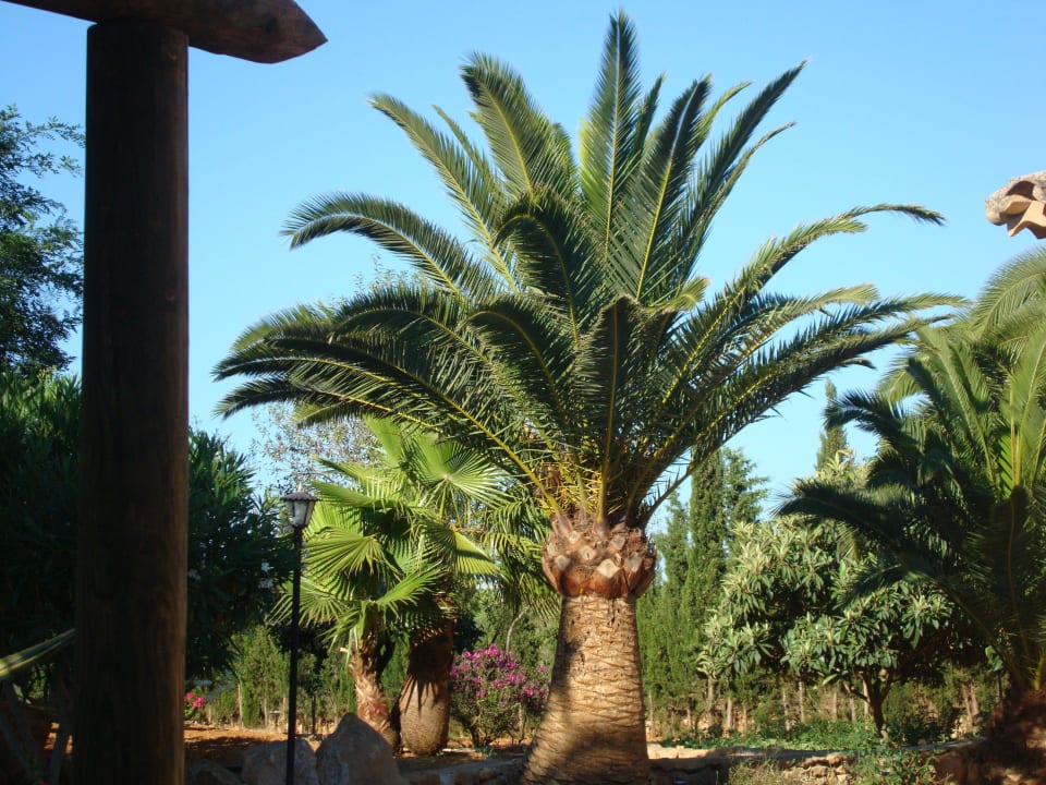 Liebevoll gepflegter Garten Finca Son Guardiola