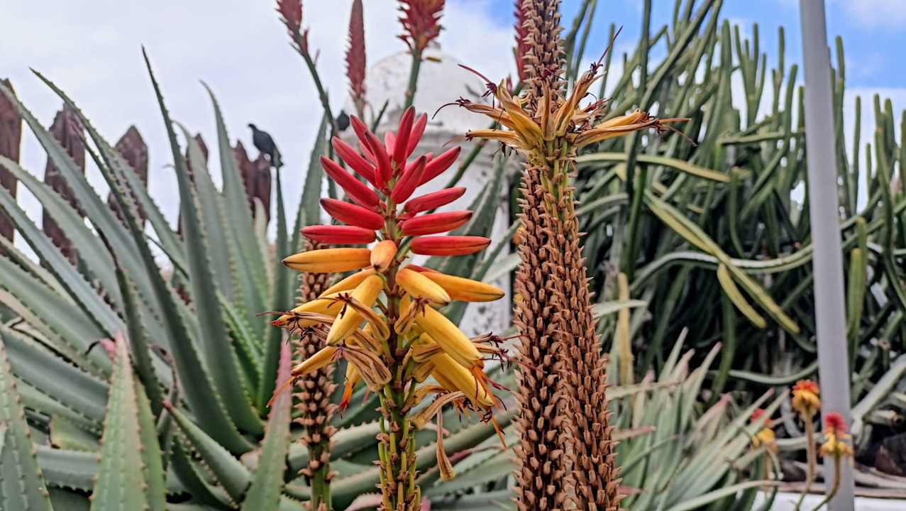 Gartenanlage Hotel Puerto Palace