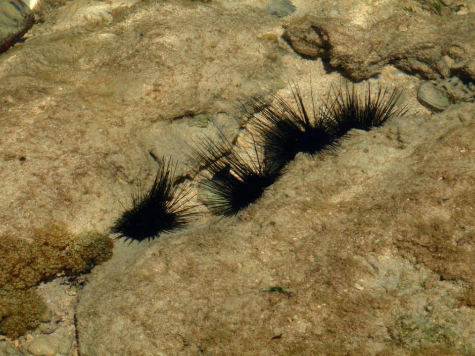 Seeigel Hotel Siladen Resort & Spa