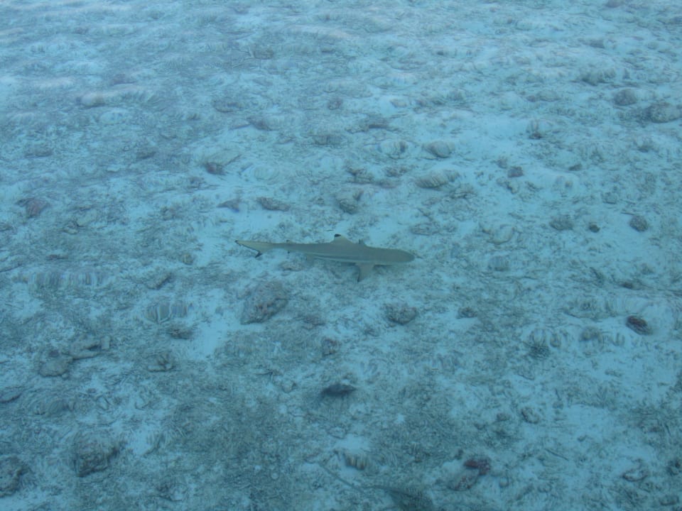 Strand Meeru Maldives Resort Island