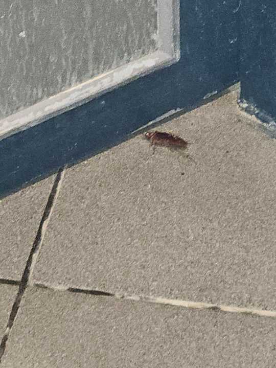 Gastro Calimera One Resort Jockey