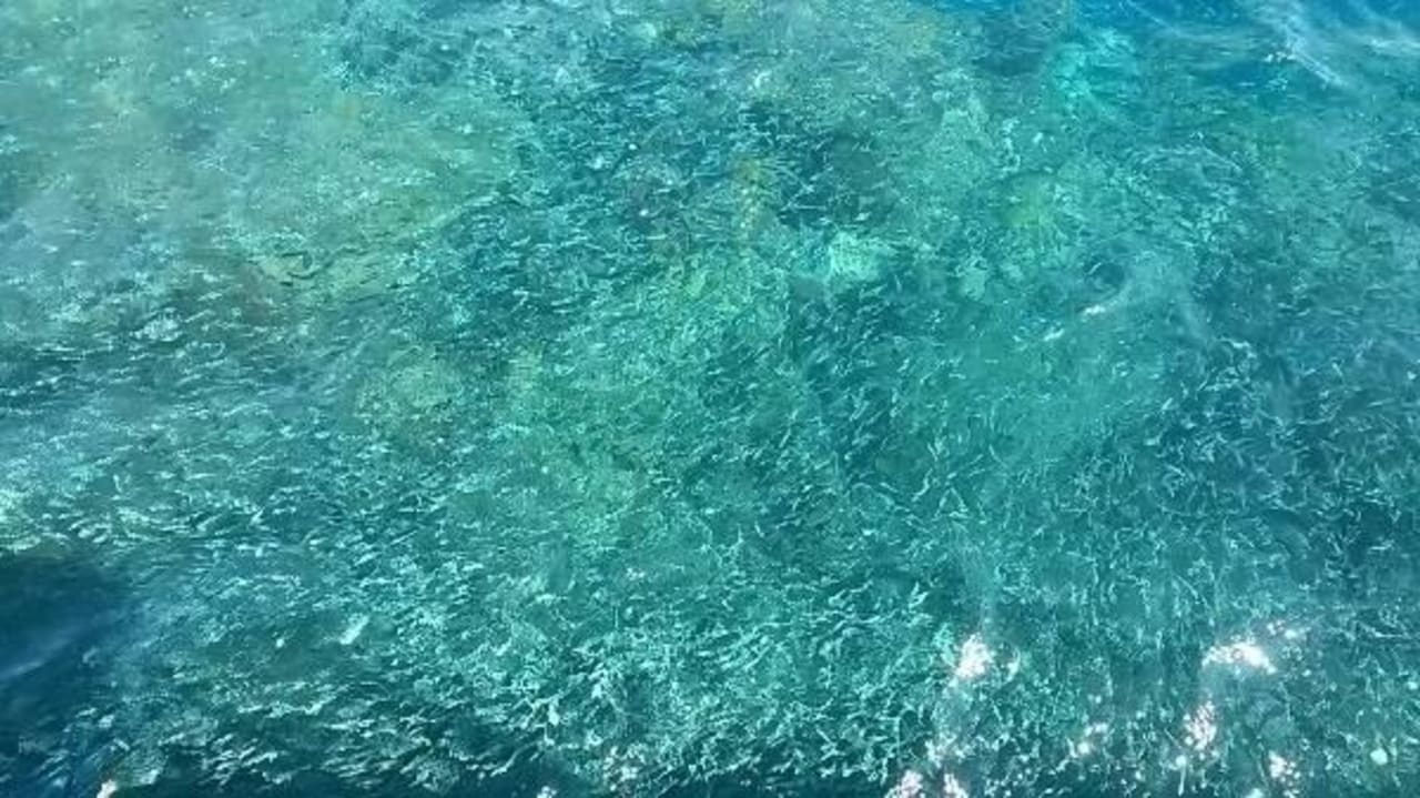 Море с рыбами Bliss Nada Beach Resort