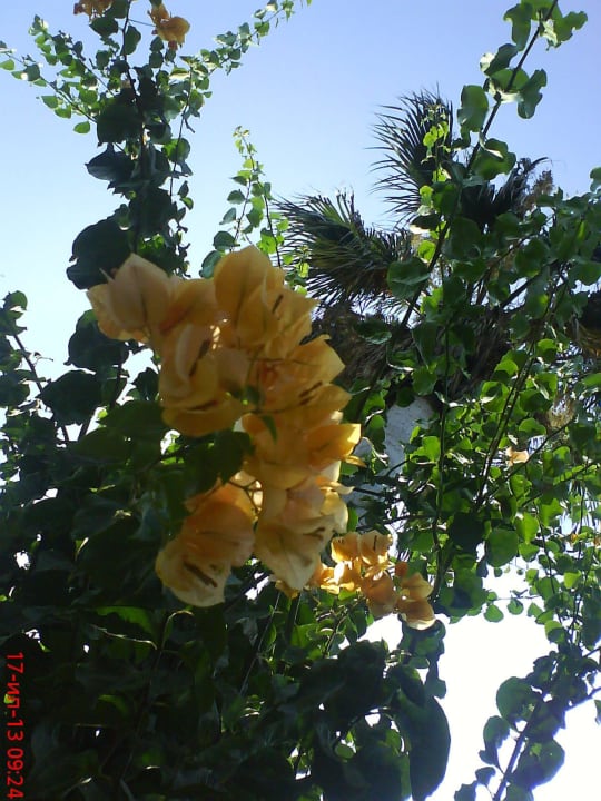 MC Park Resort Hotel & Spa  MC Beach Park Resort Hotel