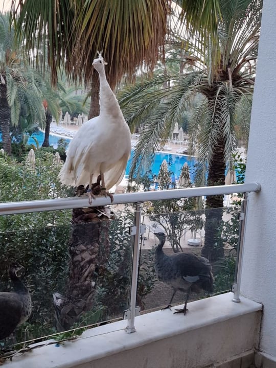 Ausblick Seaden Sea World Resort & Spa