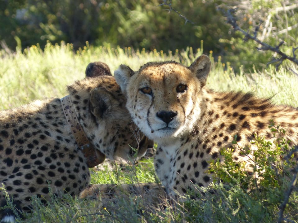 Geparden Kuzuko Lodge