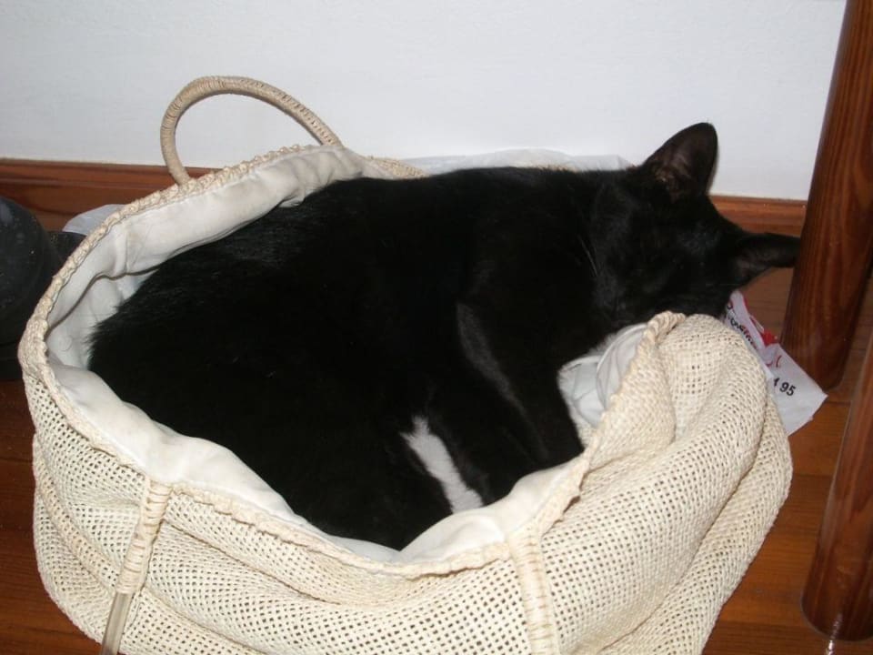 Katzen gab's dort überall Aparthotel Costa Mar