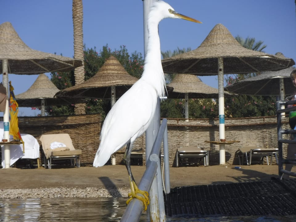 Strand Steigenberger Coraya Beach - Adults only