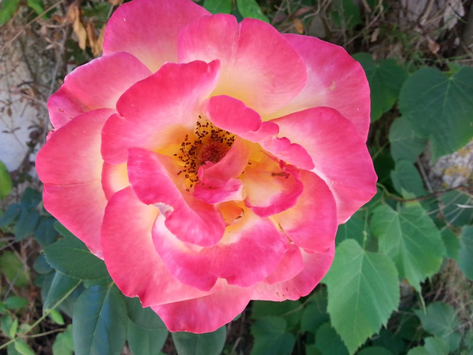 Róże, jaśmin i czeremcha AluaSoul Zakynthos - Adults only