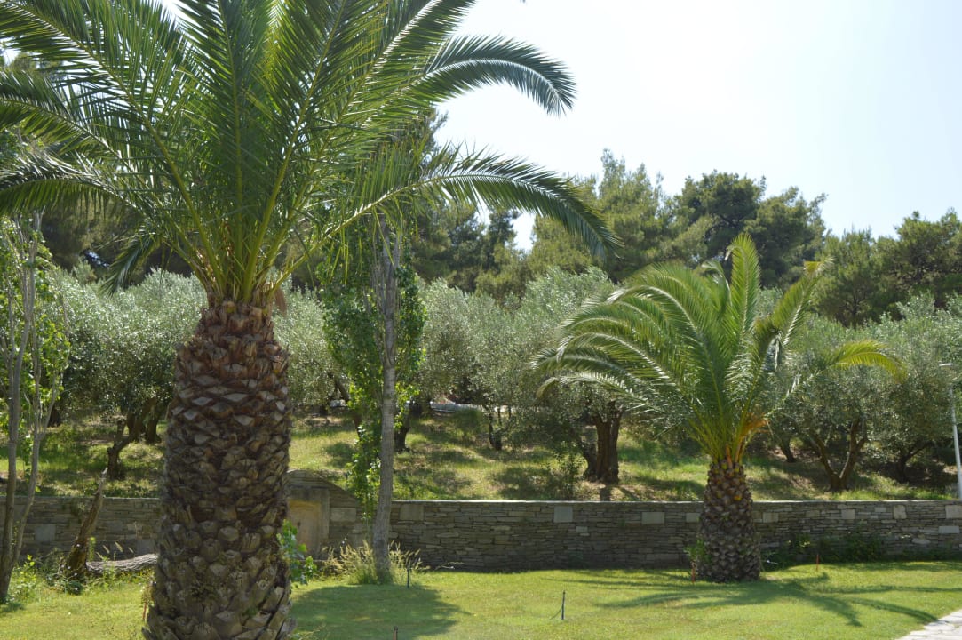 Alejki Hotel Athos Palace