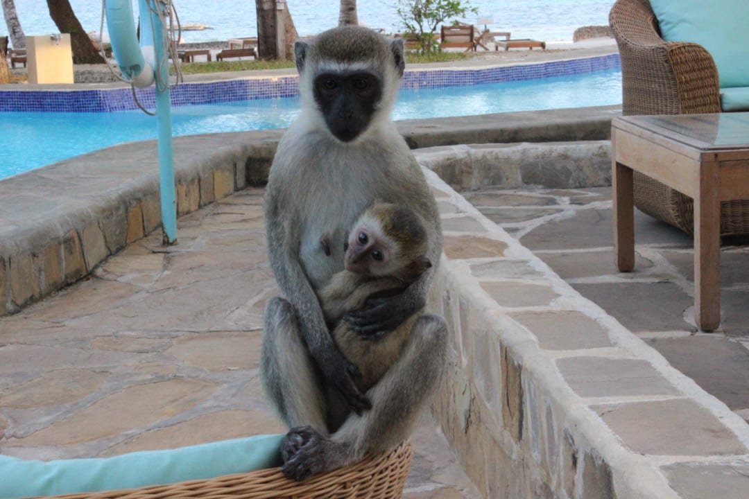Besuch von den süßen Affen Ocean Village Club