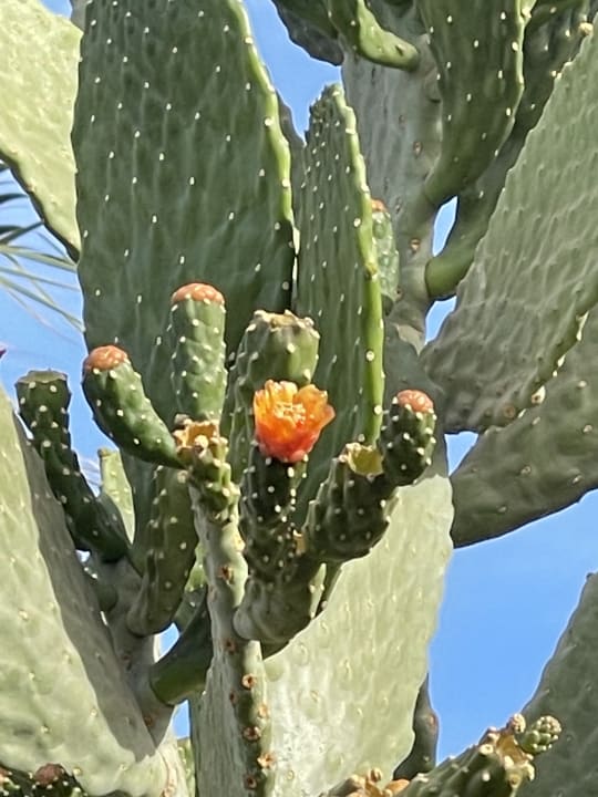 Gartenanlage Jaz Makadi Oasis Resort