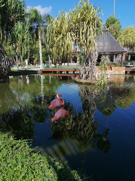 Gartenanlage Caribe Deluxe Princess