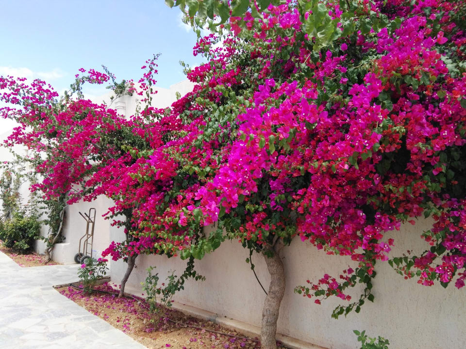 Sonstiges Knossos Beach Bungalows Suites Resort & Spa