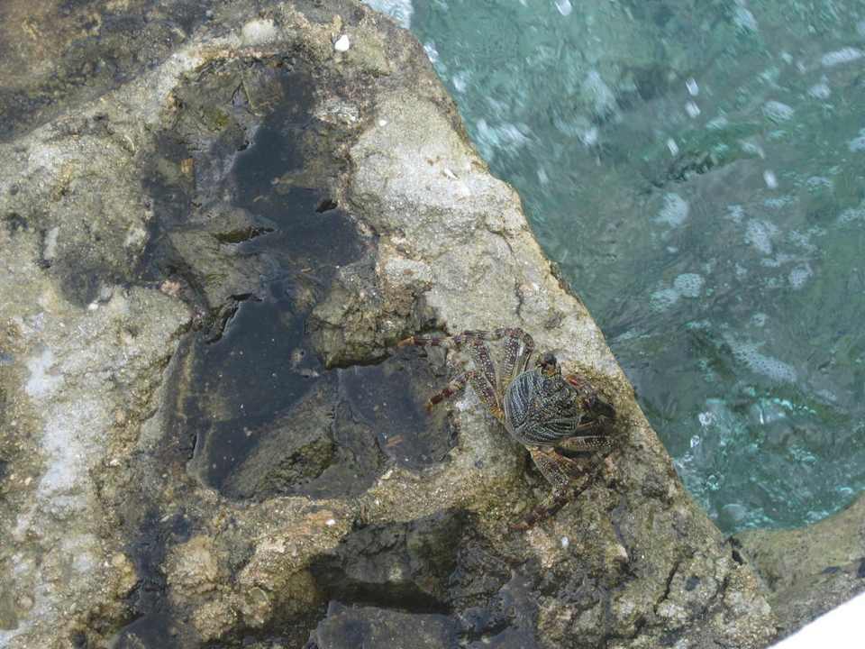 Meeresbewohner Summer Island Maldives