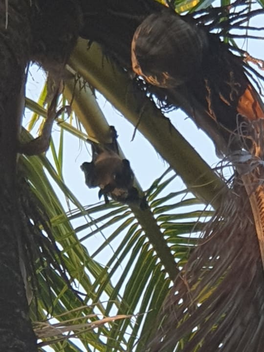 Sonstiges Adaaran Select Hudhuran Fushi - Premium All Inclusive