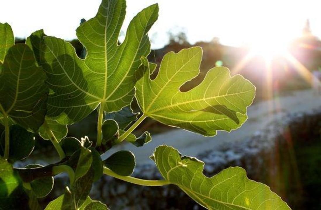 Fig tree Hotel Villa Stefanija