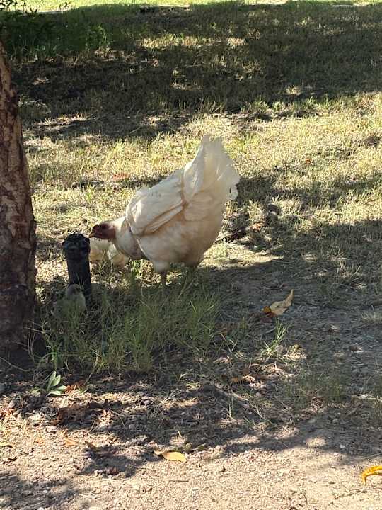 Gartenanlage Trinitys Ulupinar