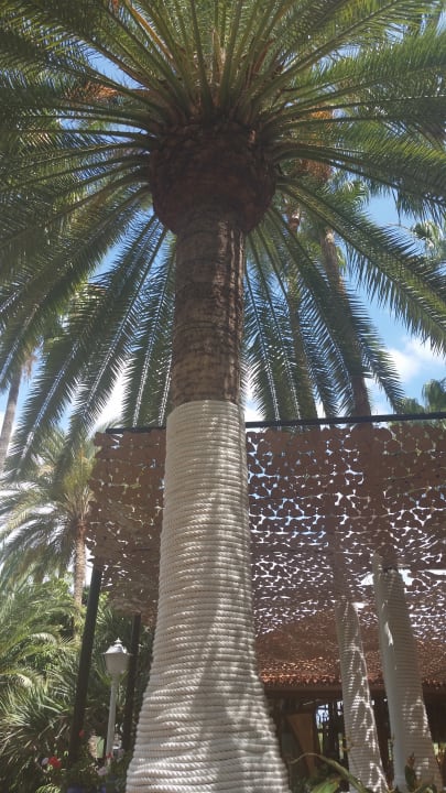 Gartenanlage Hotel Parque Tropical