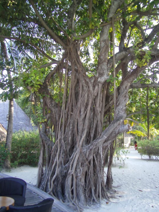 So wachsen hier Bäume Kuredu Island Resort & Spa