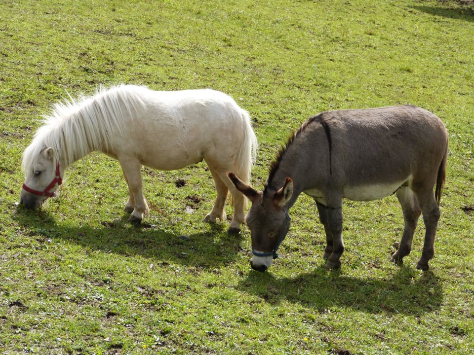 Esel und Pony Oberjoch - Familux Resort