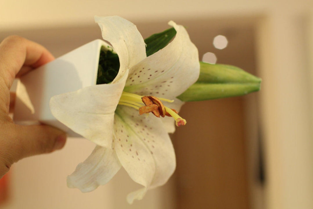 Bad: Orchidee aus Plastik BollAnts Spa im Park