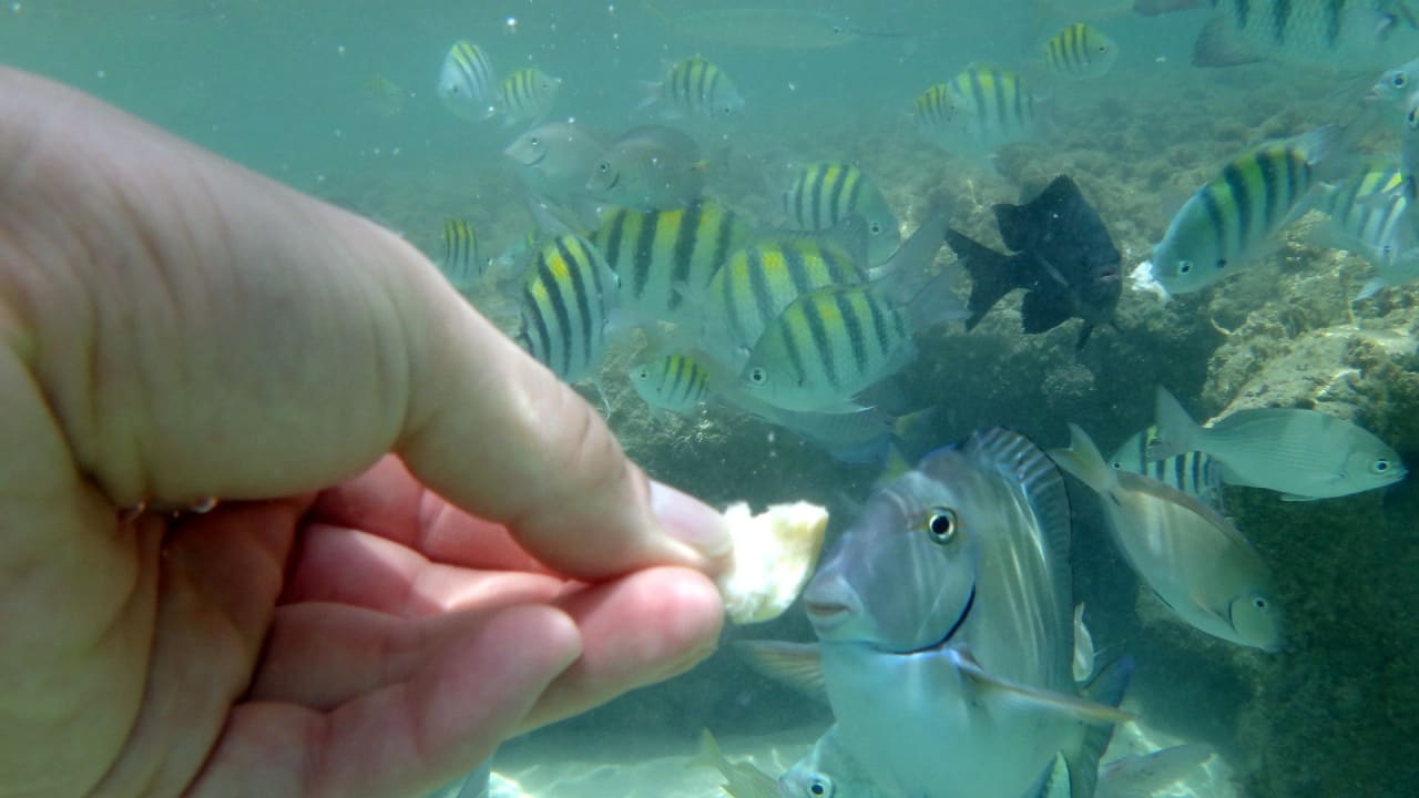 Under the sea Bahia Principe Grand El Portillo