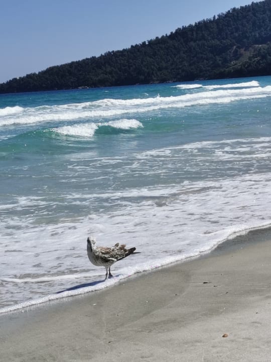 Strand Alexandra Golden Boutique - Adults only