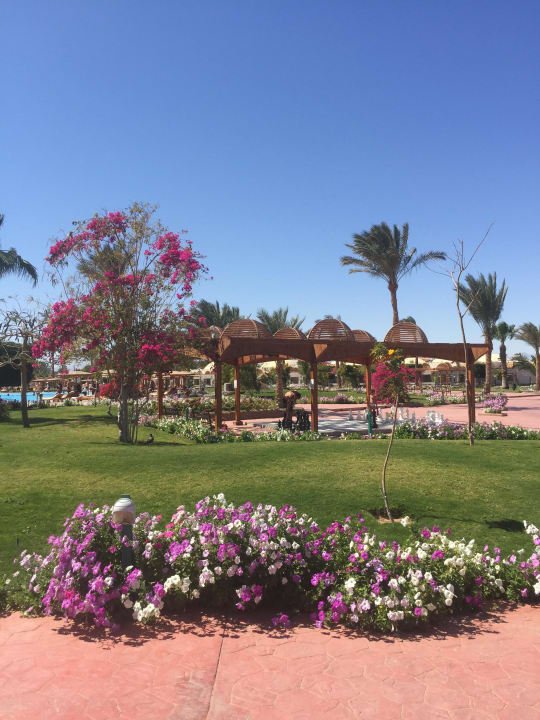 Blumenpracht Desert Rose