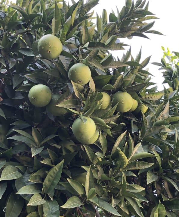 Gartenanlage Hotel Sirma