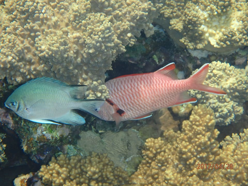 Strand Shams Alam Beach Resort