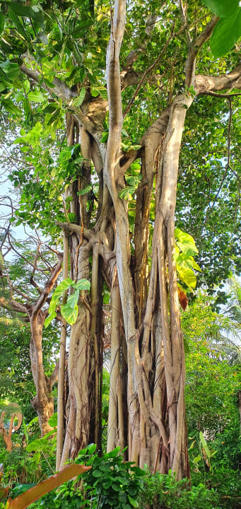 Gartenanlage NH Collection Maldives Reethi Resort