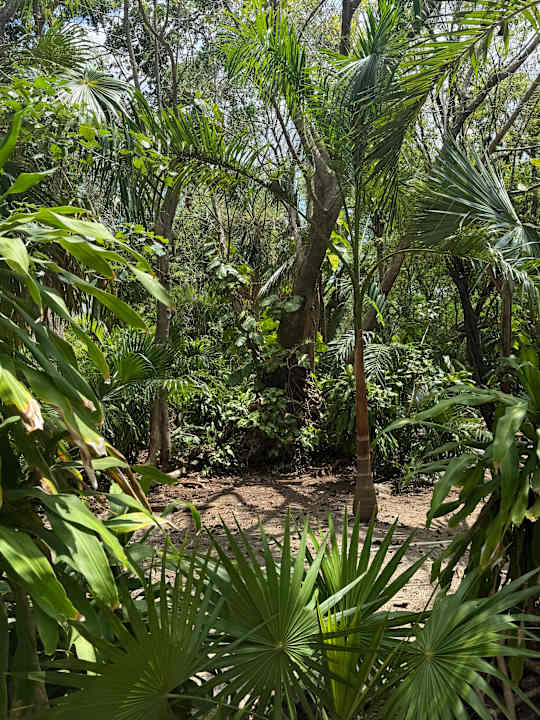 Gartenanlage Hotel Riu Tequila