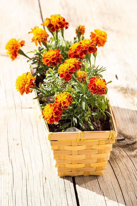 Blumen Pension Hieserhof