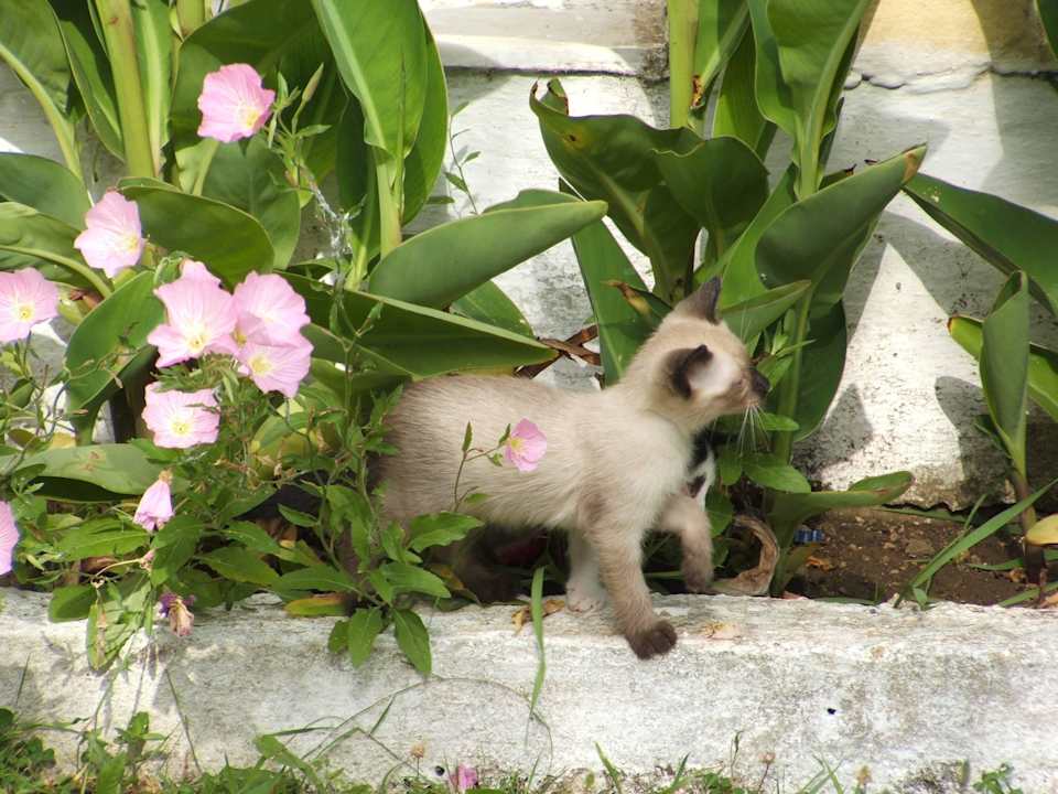 A lot of cets in the garden Hotel Fire Fly